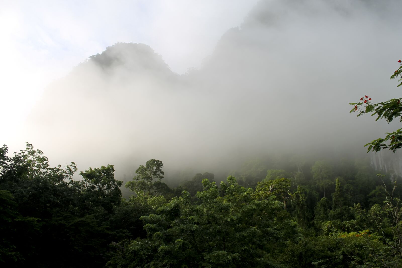Canon EOS 1100D (EOS Rebel T3 / EOS Kiss X50) sample photo. Jungle, fog, green photography