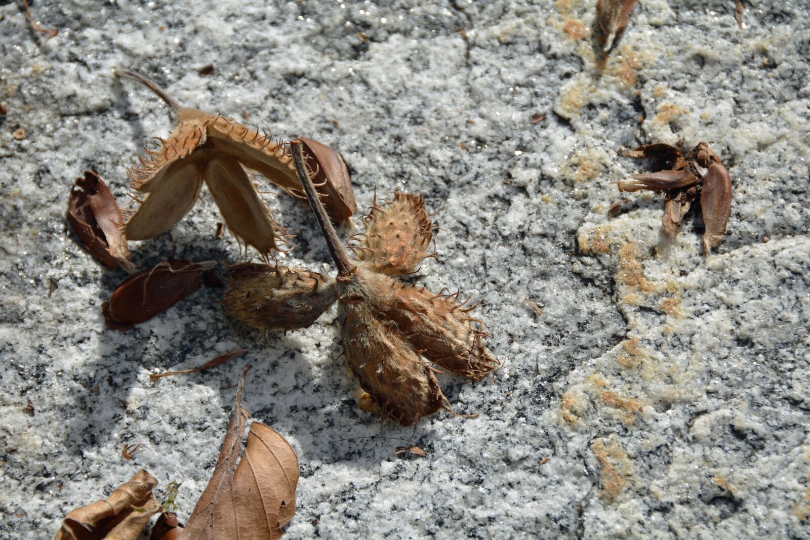 Nikon D7100 sample photo. Boll, withered, brown photography