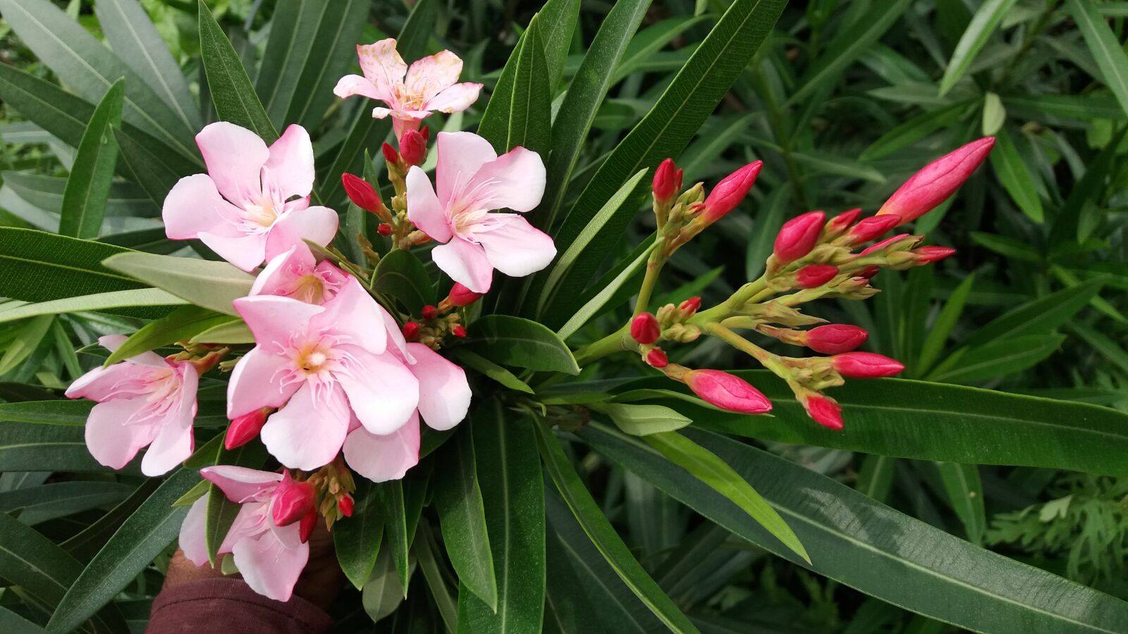 Samsung Galaxy J5 sample photo