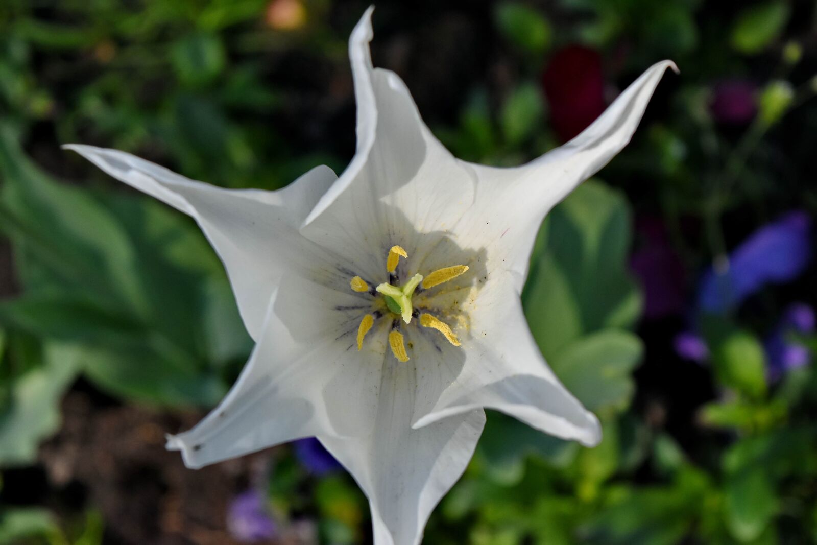 Nikon D5500 sample photo. Flower garden, petals, pistil photography