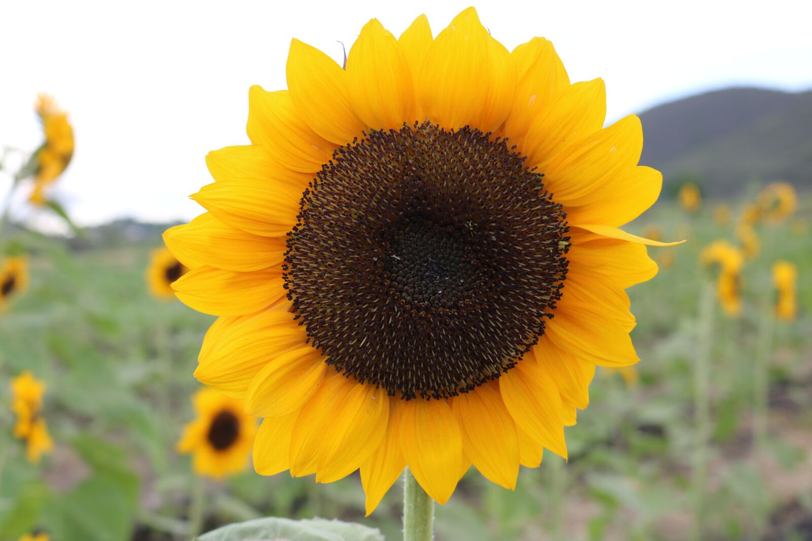 Canon EOS 750D (EOS Rebel T6i / EOS Kiss X8i) sample photo. Sunflower, nature, yelow photography