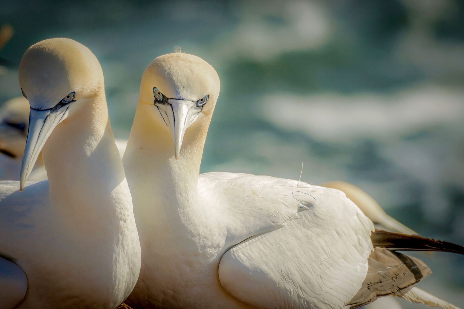 Sony DT 55-300mm F4.5-5.6 SAM sample photo. Northern gannet, sea bird photography