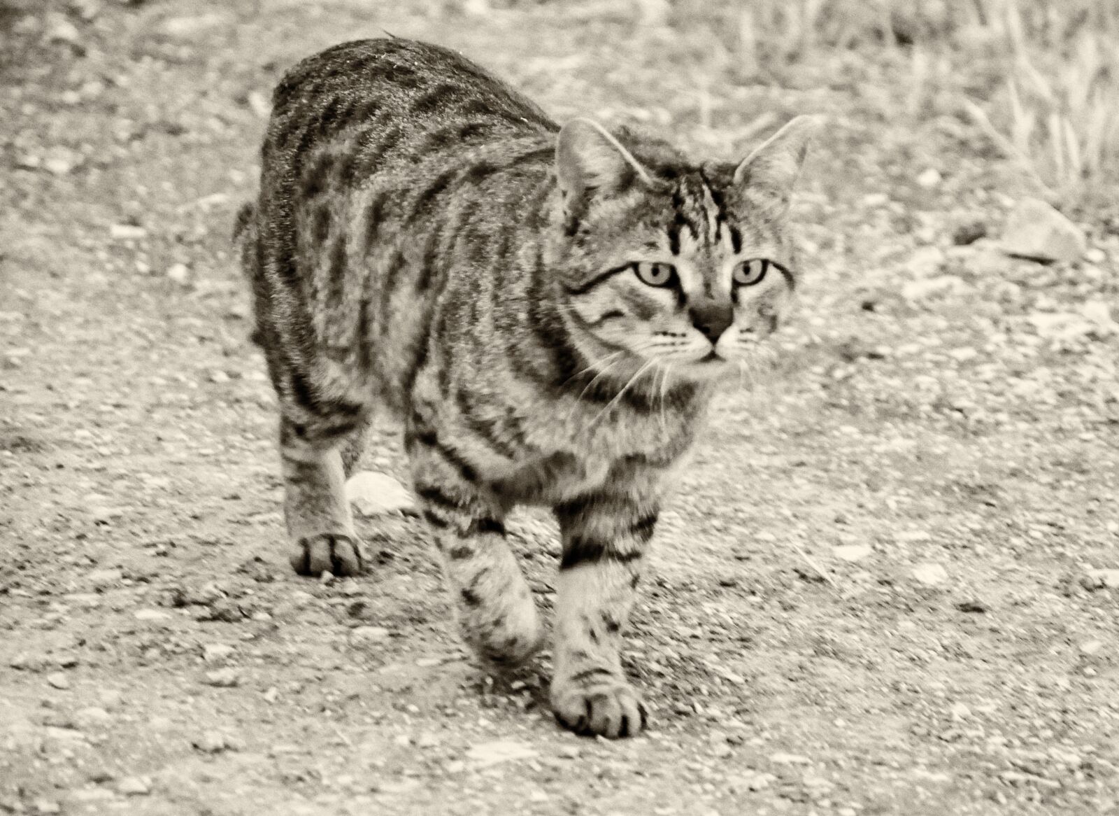 Nikon D5000 sample photo. Cat, pet, animal photography