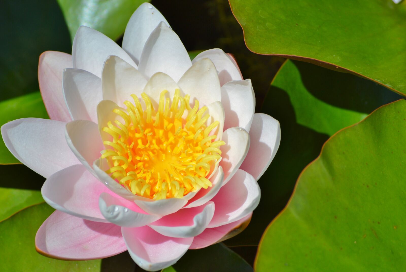Nikon D3200 sample photo. Water lily, rose, flower photography