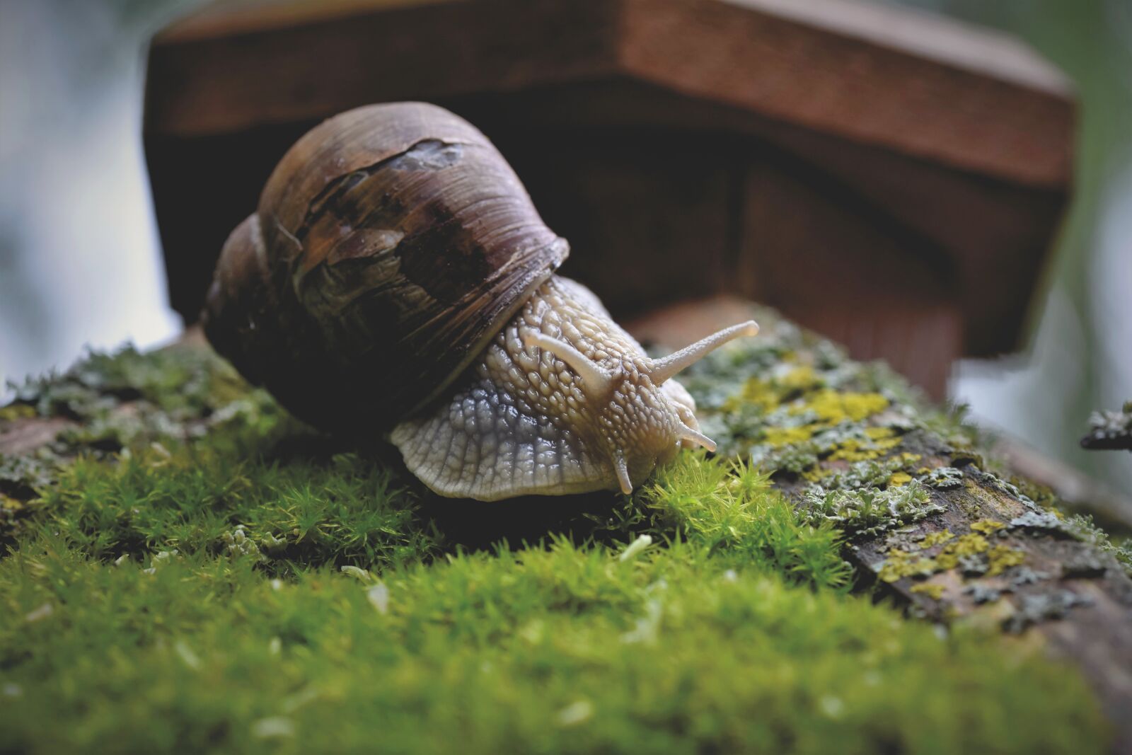Nikon D7200 sample photo. Snail, shell, mollusk photography
