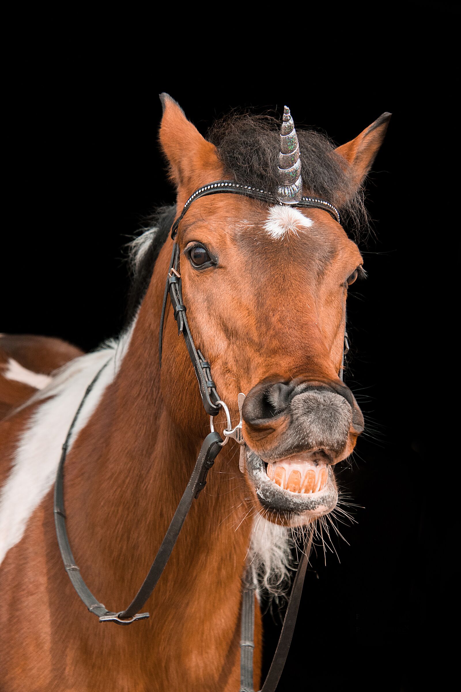Nikon D3300 sample photo. Unicorn, horse, bridle photography