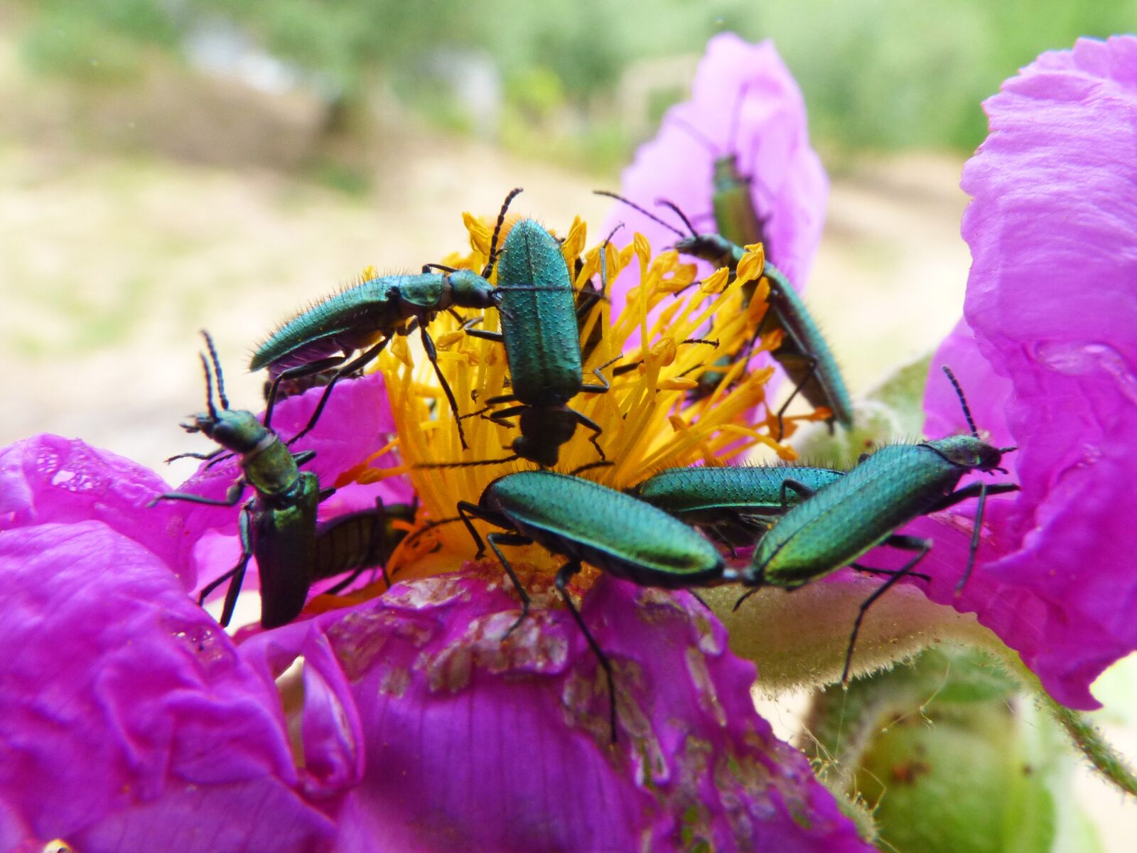 Panasonic Lumix DMC-FZ70 sample photo. Psilothrix viridicoerulea, green beetle photography