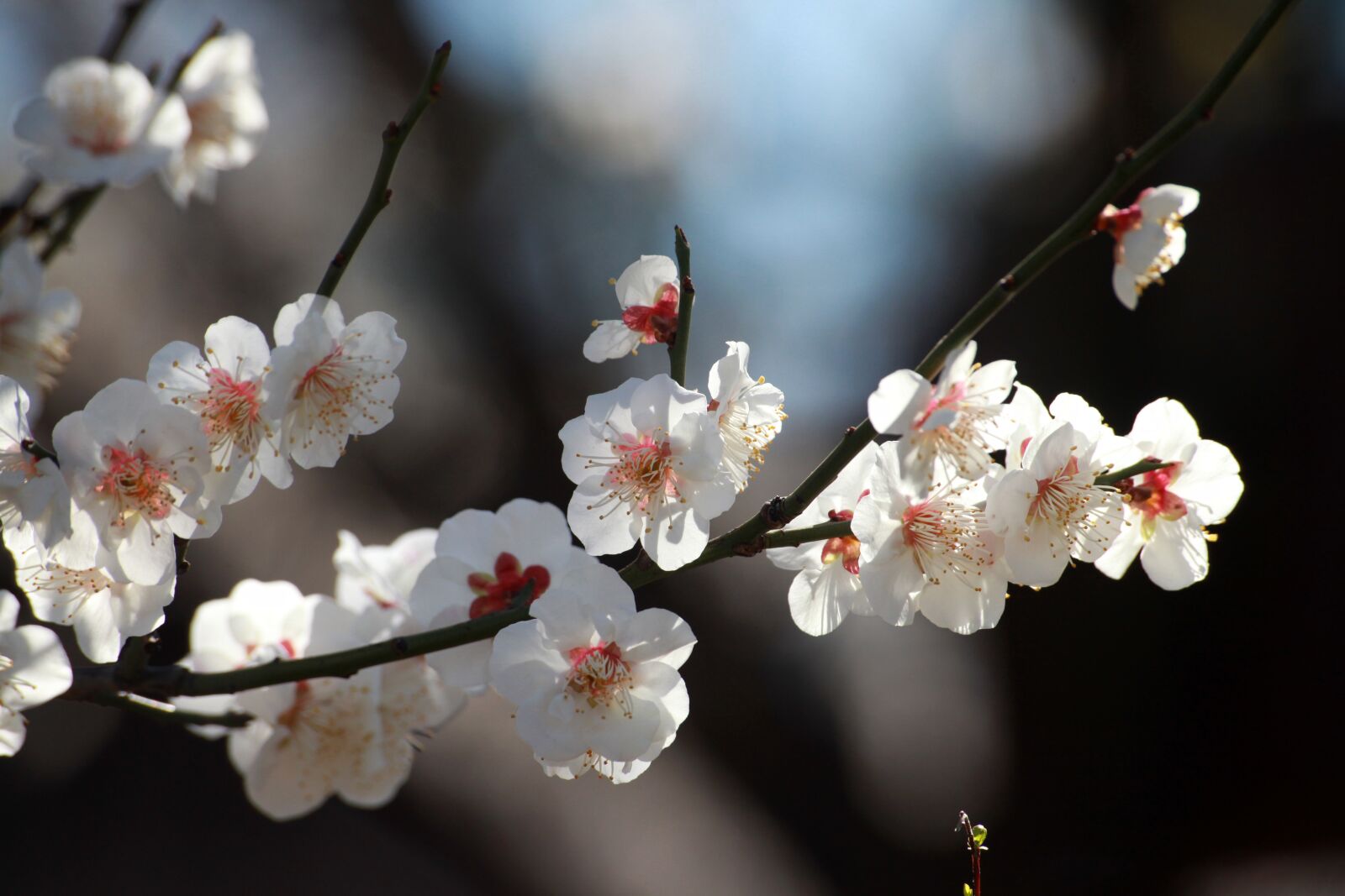 Canon EOS 5D Mark II sample photo. Plum, spring, spring flowers photography