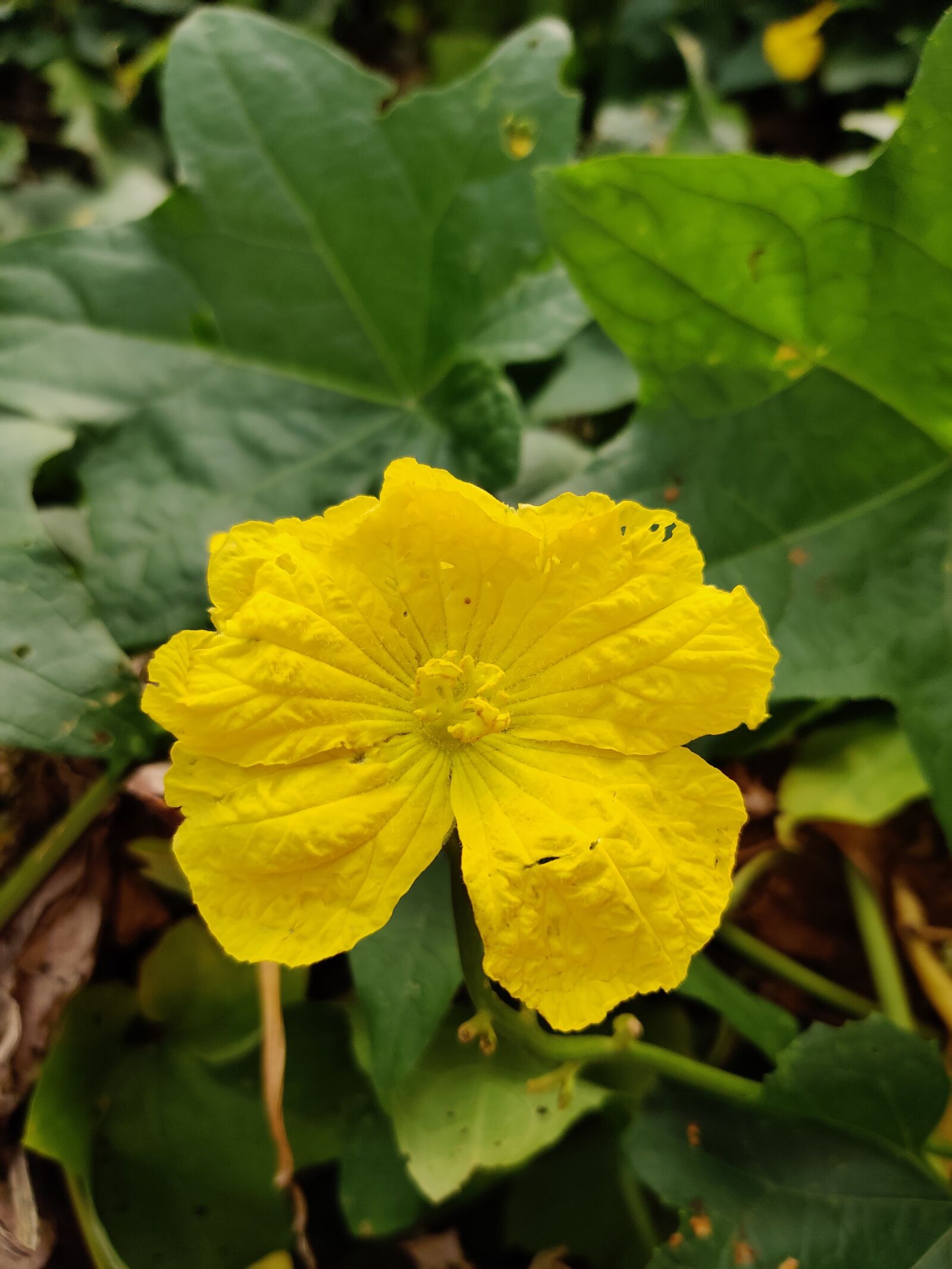 OnePlus HD1901 sample photo. Flowers, sponge gourd, yellow photography