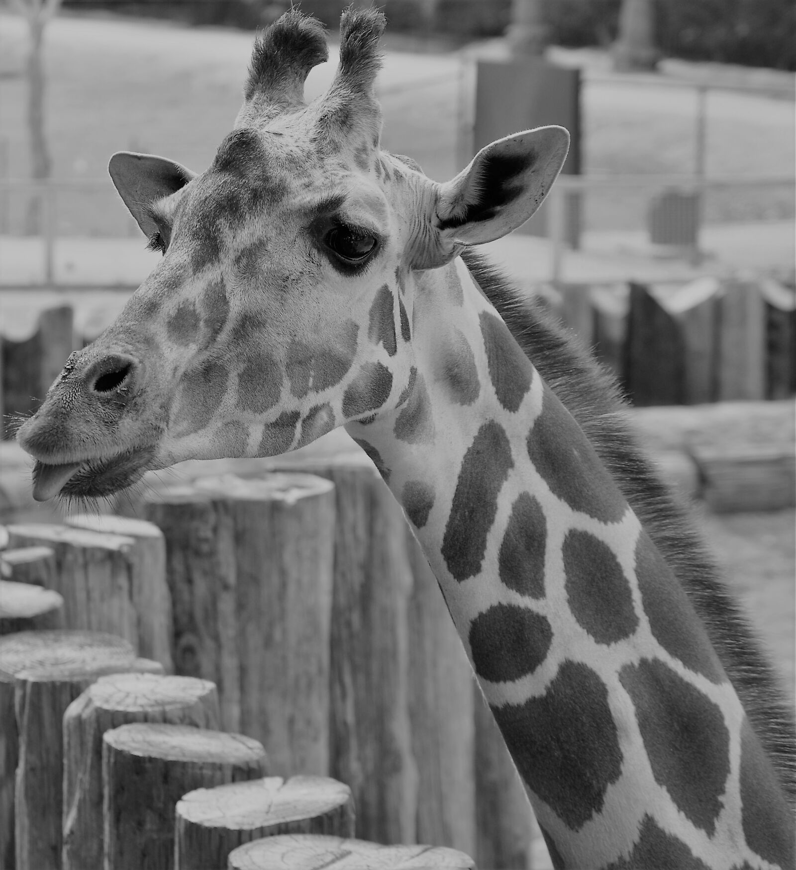 Nikon D3200 sample photo. Giraffe, zoo, neck photography
