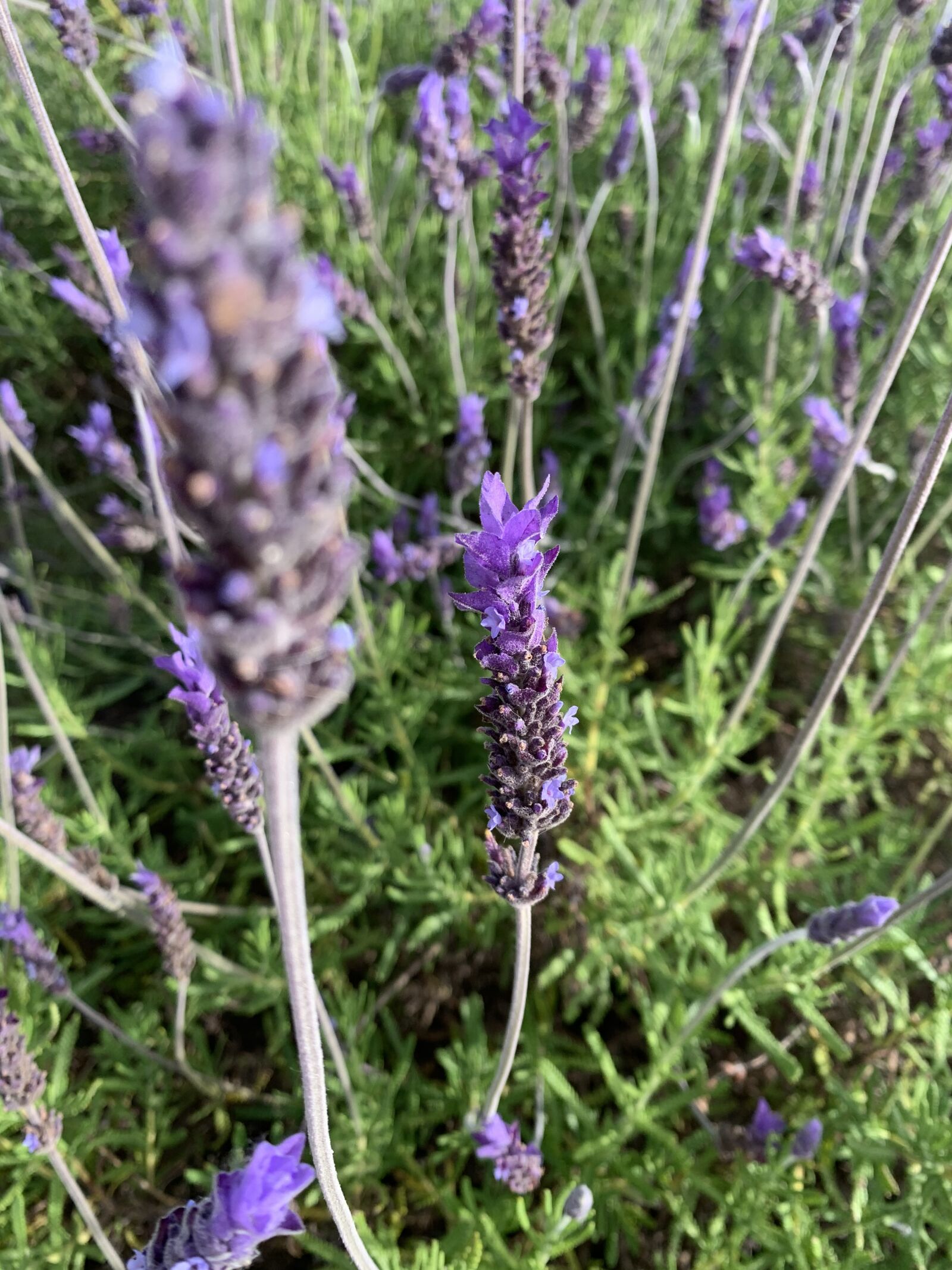 Apple iPhone XR sample photo. Spring flowers, lavender, badajoz photography