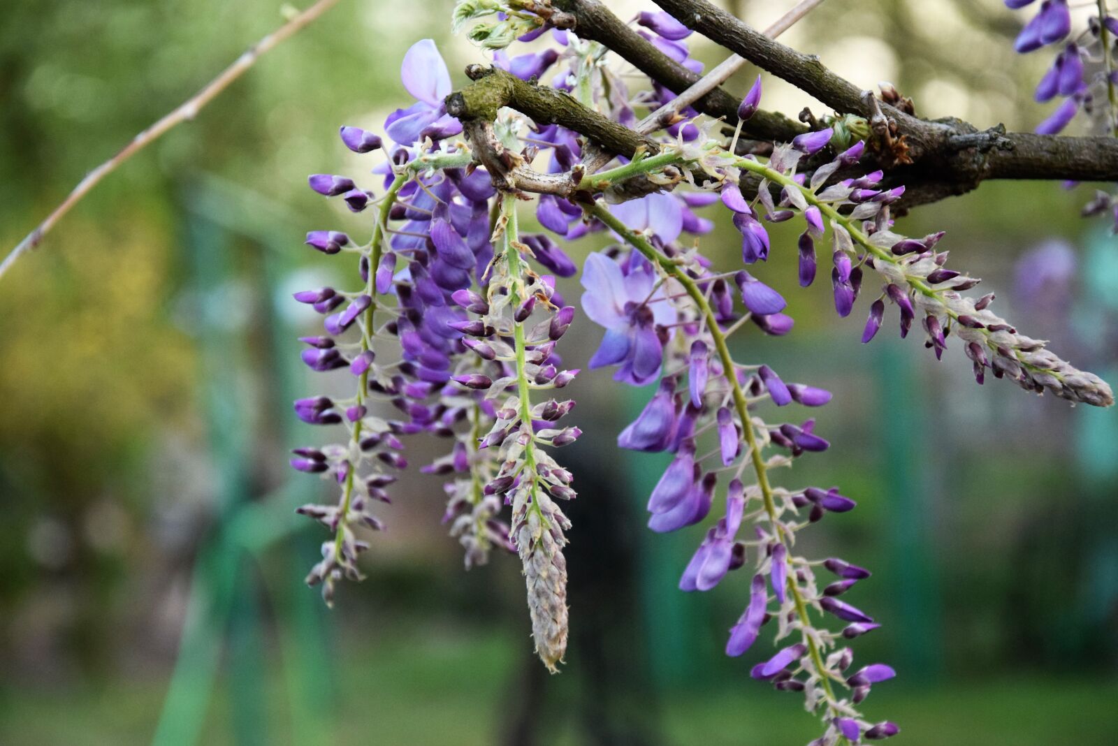 Nikon D5300 sample photo. Flowers, spring, plant photography
