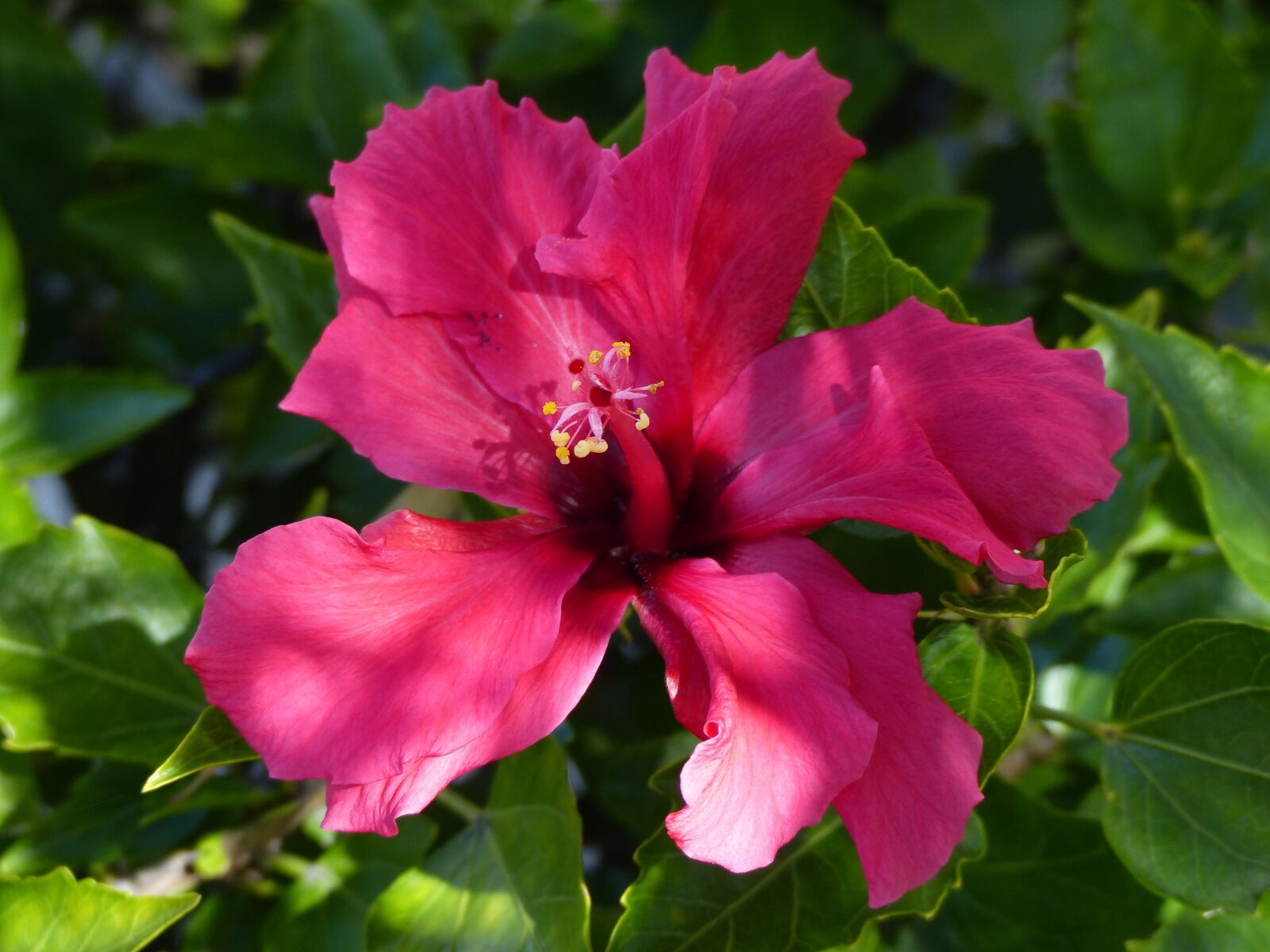 Panasonic Lumix DMC-FZ200 sample photo. Flower, plant, nature photography