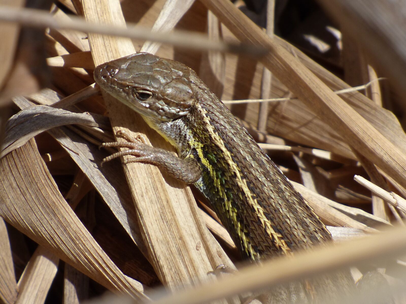 Panasonic Lumix DMC-FZ70 sample photo. Lizard, sargantana, reptile photography