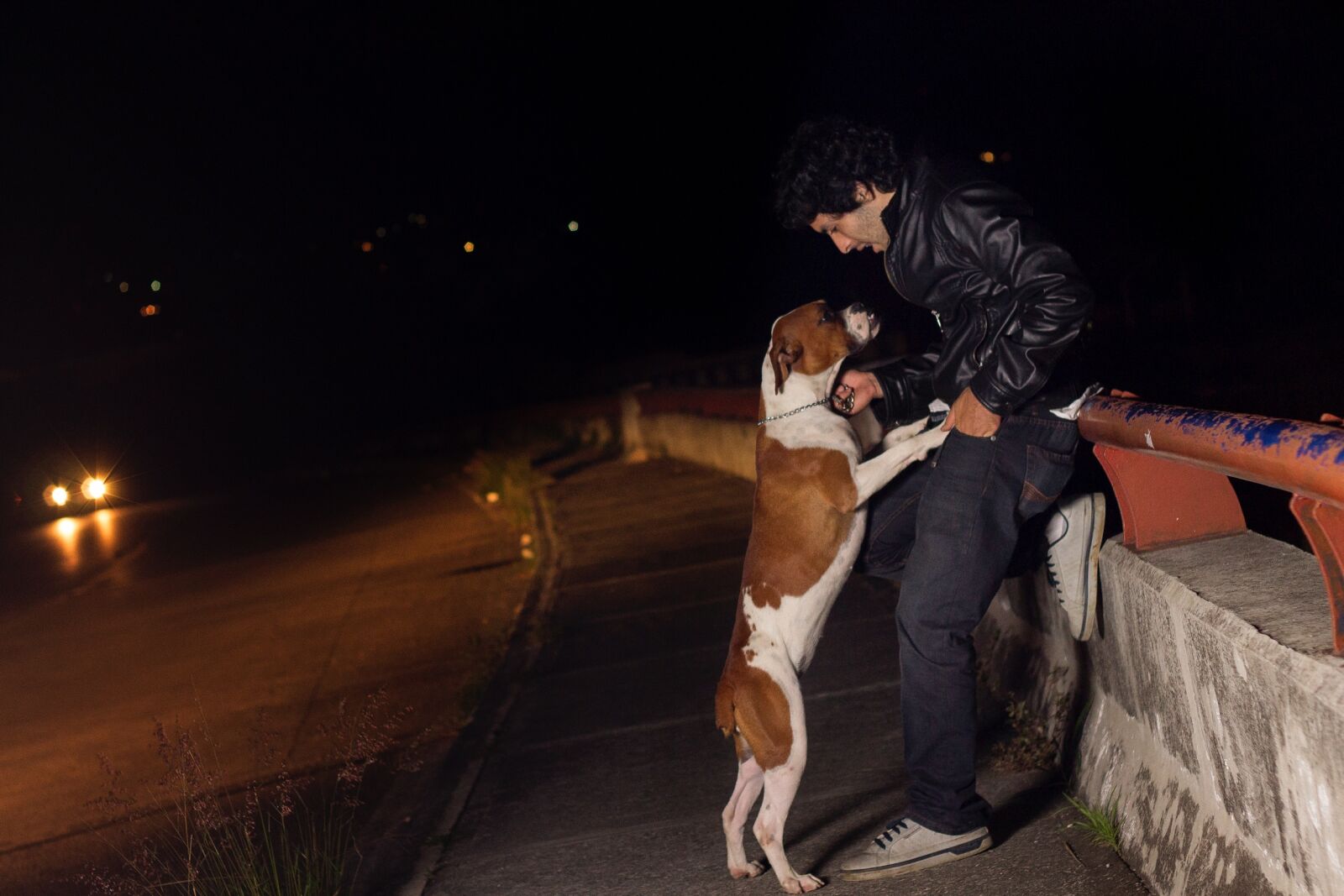 Canon EF 50mm F1.8 II sample photo. Dog, dogs, pet, pets photography