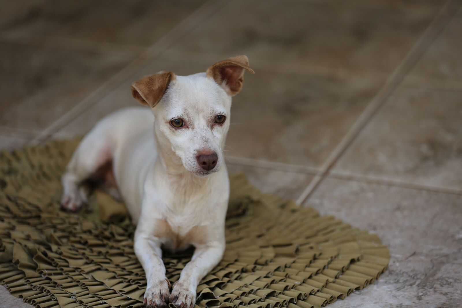 Canon EOS 5D Mark III sample photo. White, puppy, dog photography