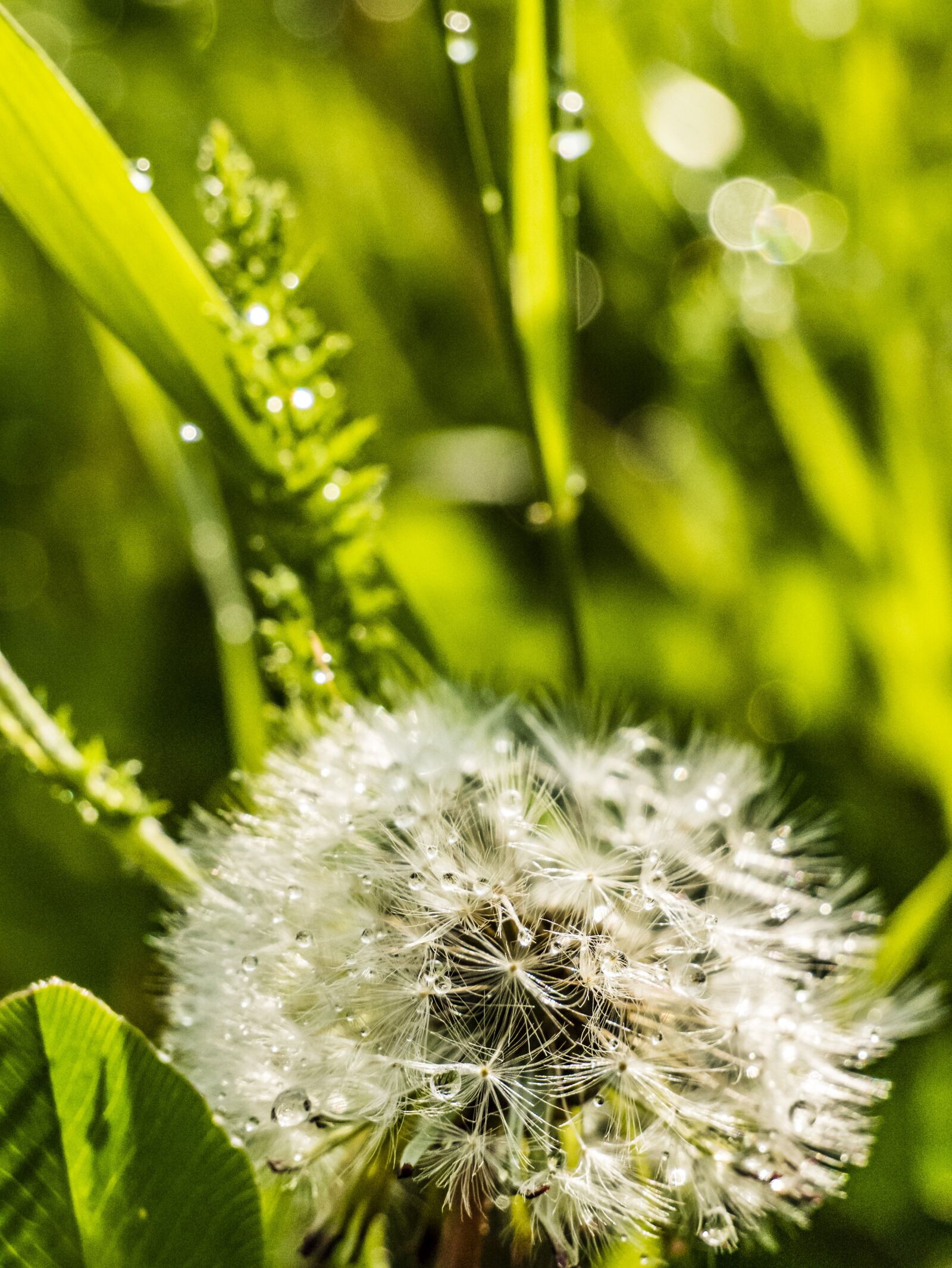 LUMIX G VARIO 12-60/F3.5-5.6 sample photo. Dandelion, macro, close up photography