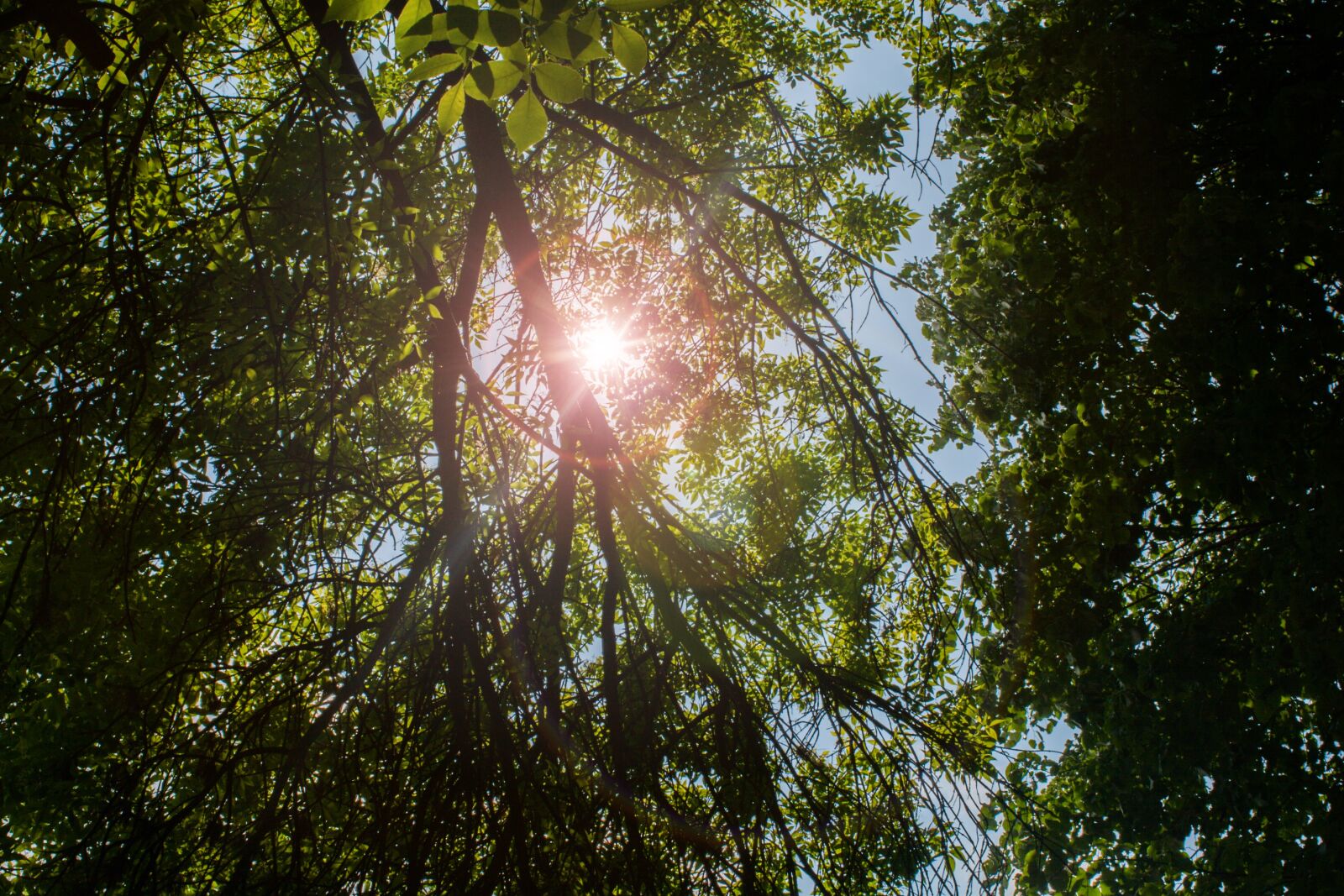 Canon EOS 30D sample photo. Trees, sun, forest photography