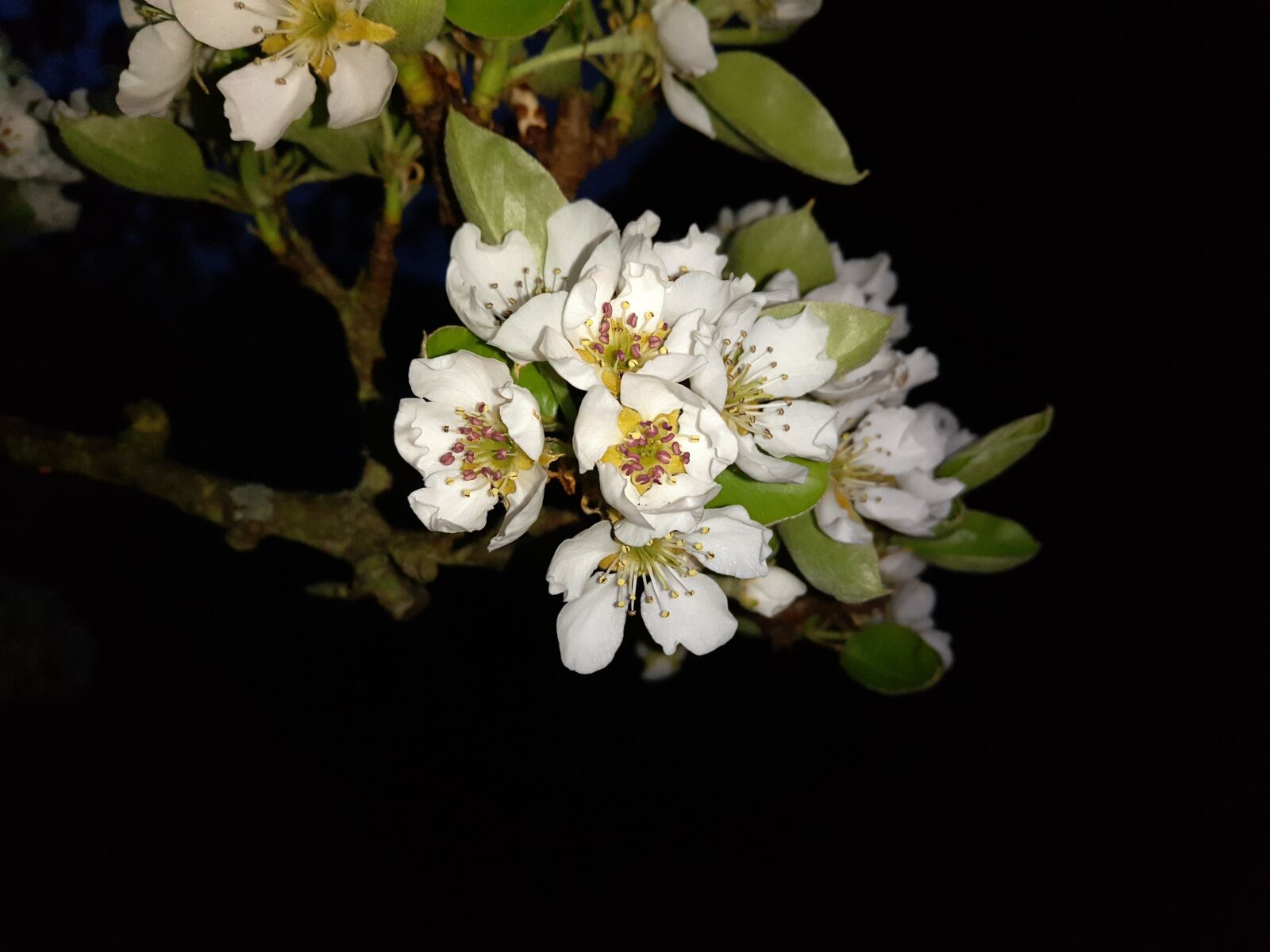 Meizu PRO 5 sample photo. Cherry blossom, blossom, bloom photography