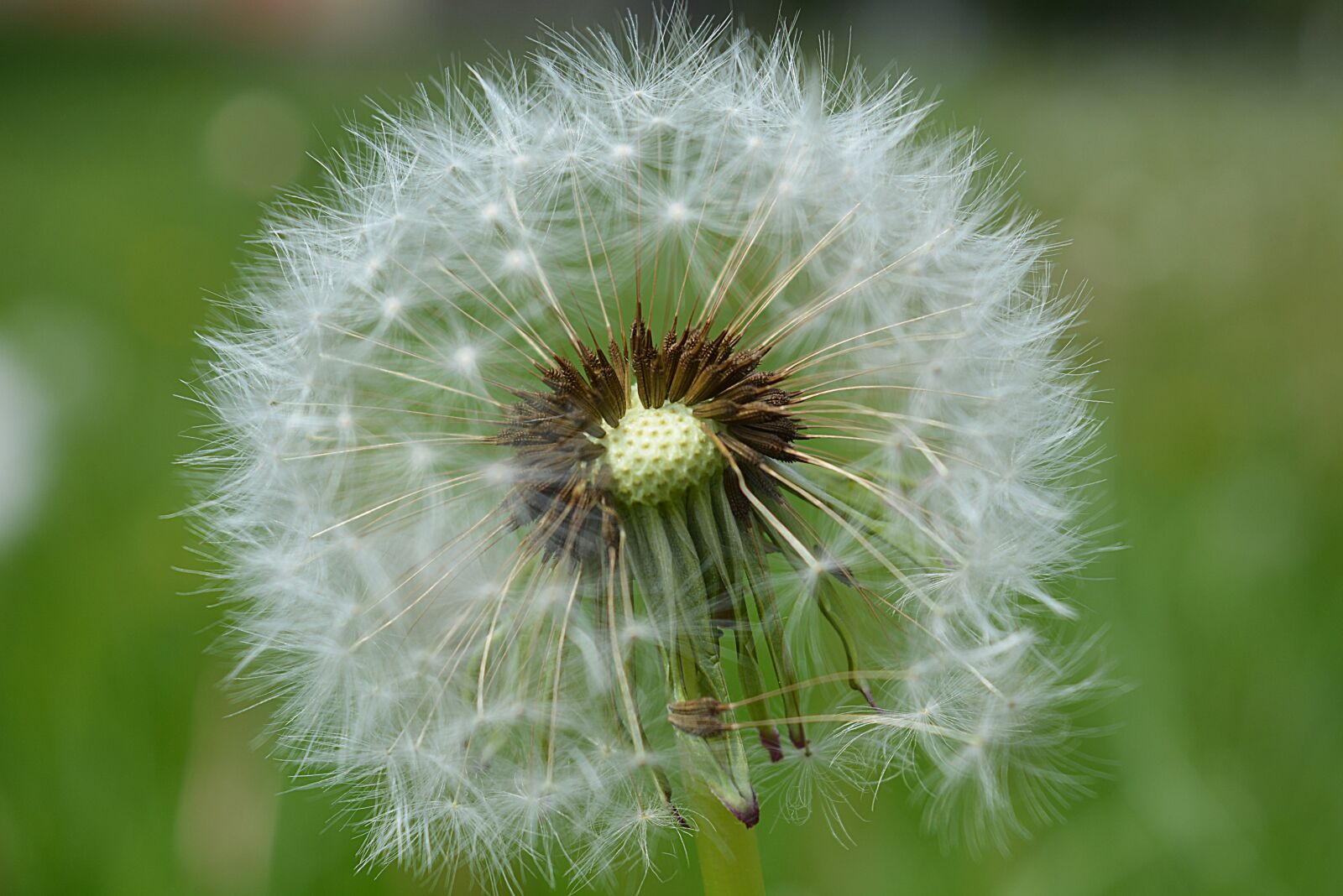 Nikon D5200 sample photo. Flowers, flora, nature photography