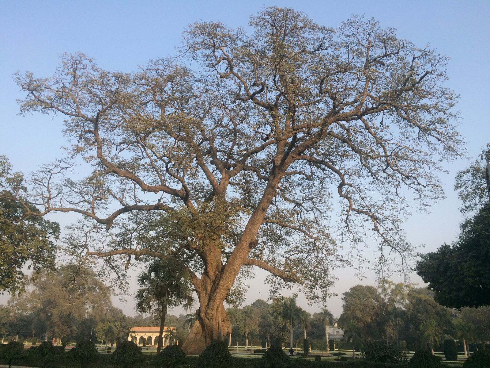 iPhone 5s back camera 4.15mm f/2.2 sample photo. Trees, autumn, garden photography