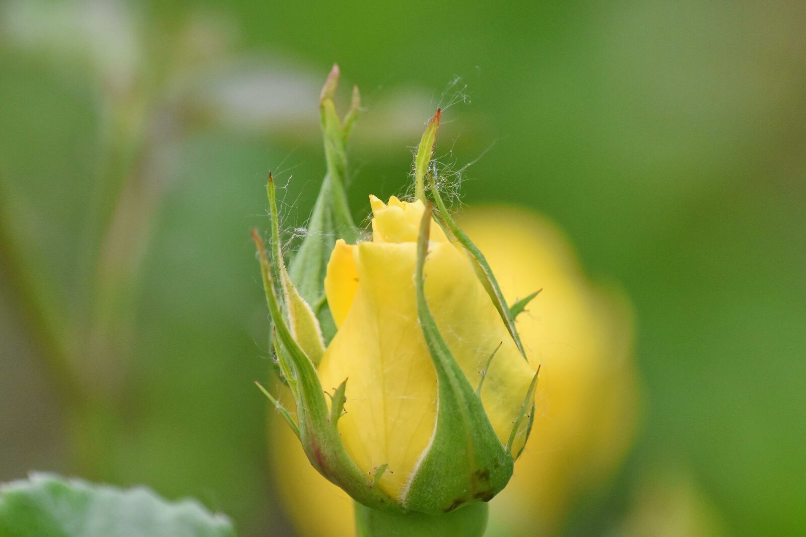 Nikon D5500 sample photo. Rose, yellow, nature, flower photography