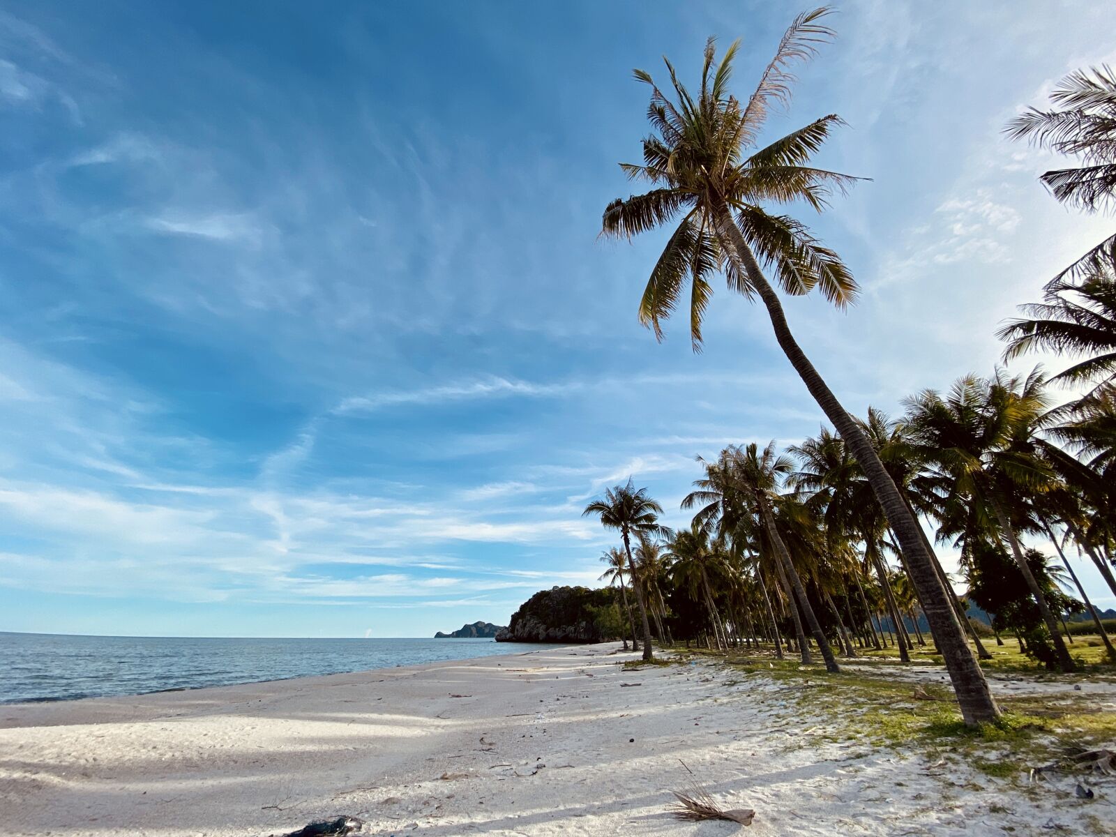 Apple iPhone 11 Pro Max sample photo. Beach, coconut, tree photography