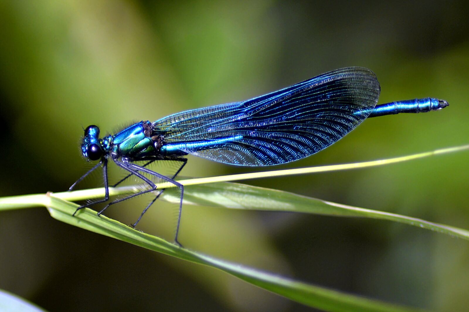 Nikon D3200 sample photo. Dragonfly, blue, blue dragonfly photography