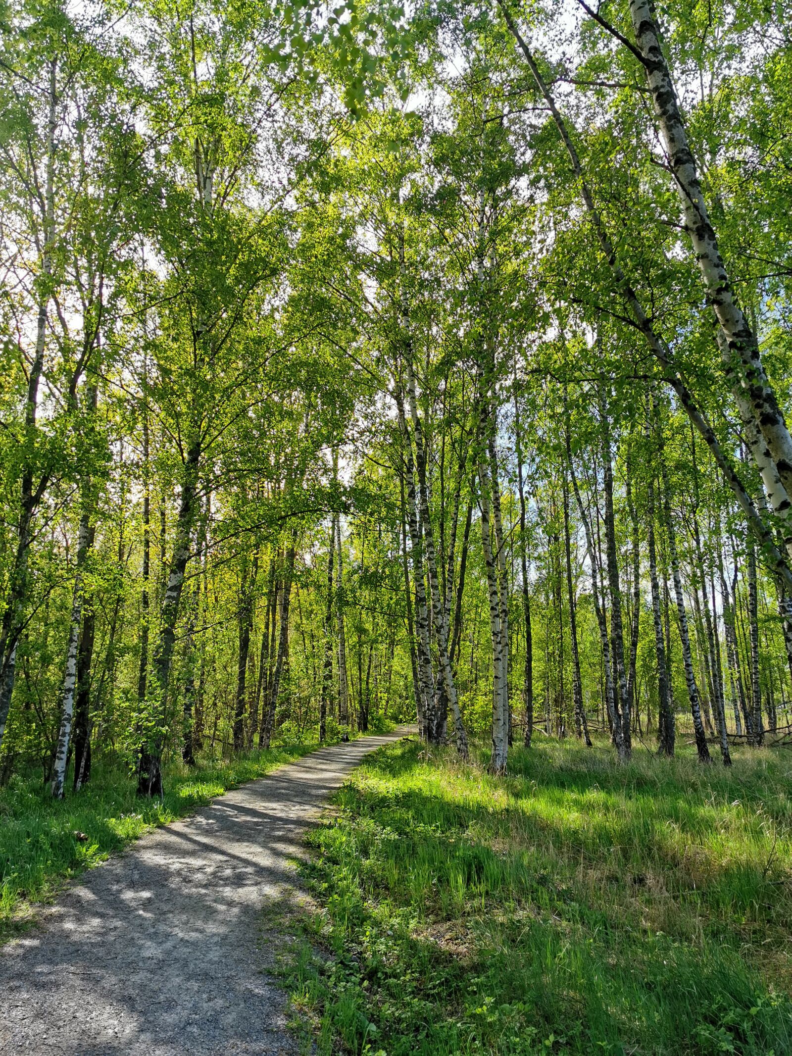 HUAWEI P30 Pro sample photo. Birch, trees, green photography