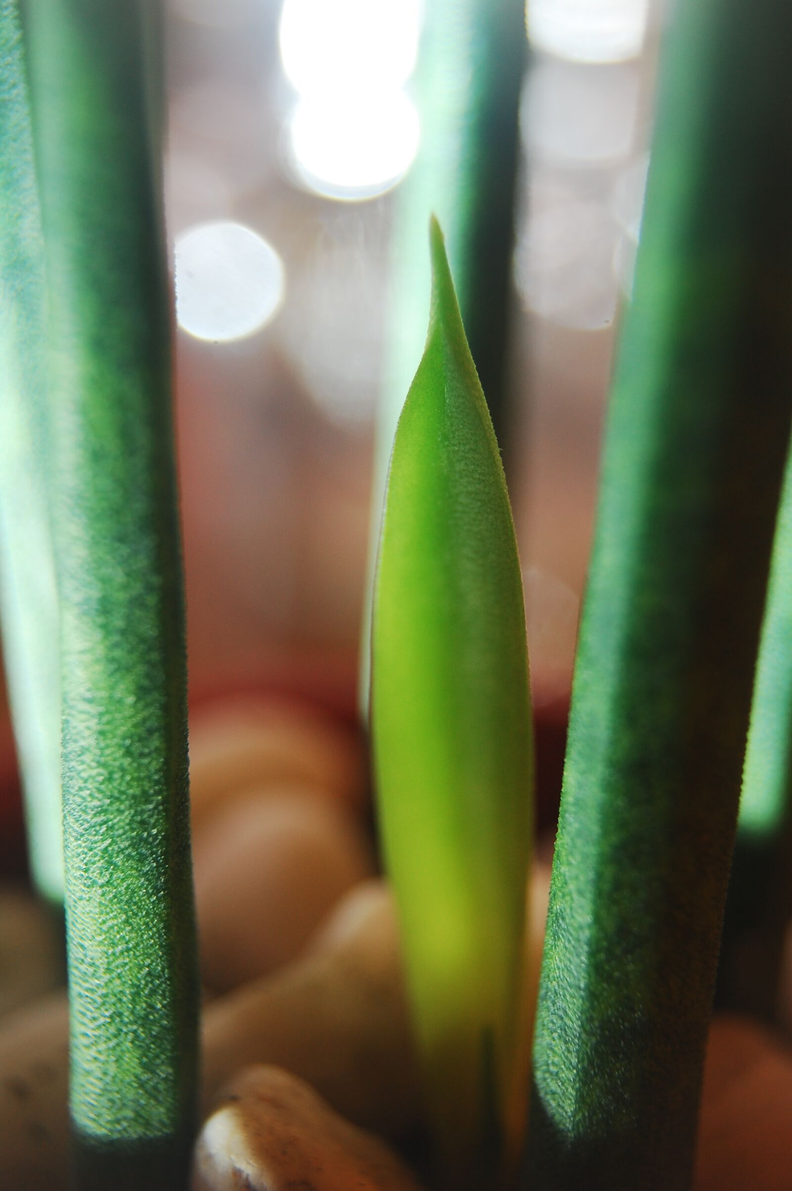 Nikon D40 sample photo. Offset, young, snake plant photography