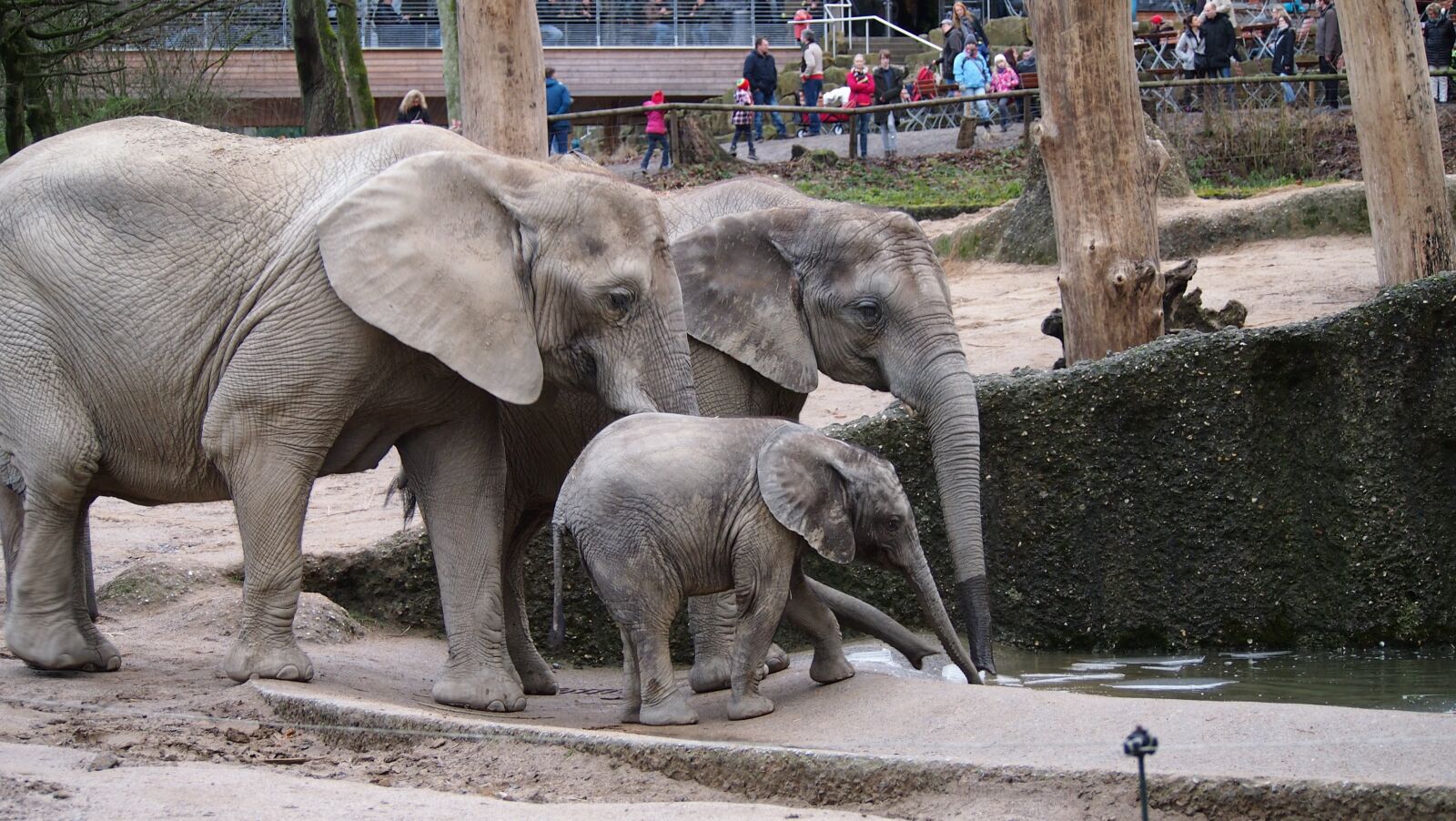 Olympus PEN E-PL3 sample photo. Elephant, zoo, wuppertal photography