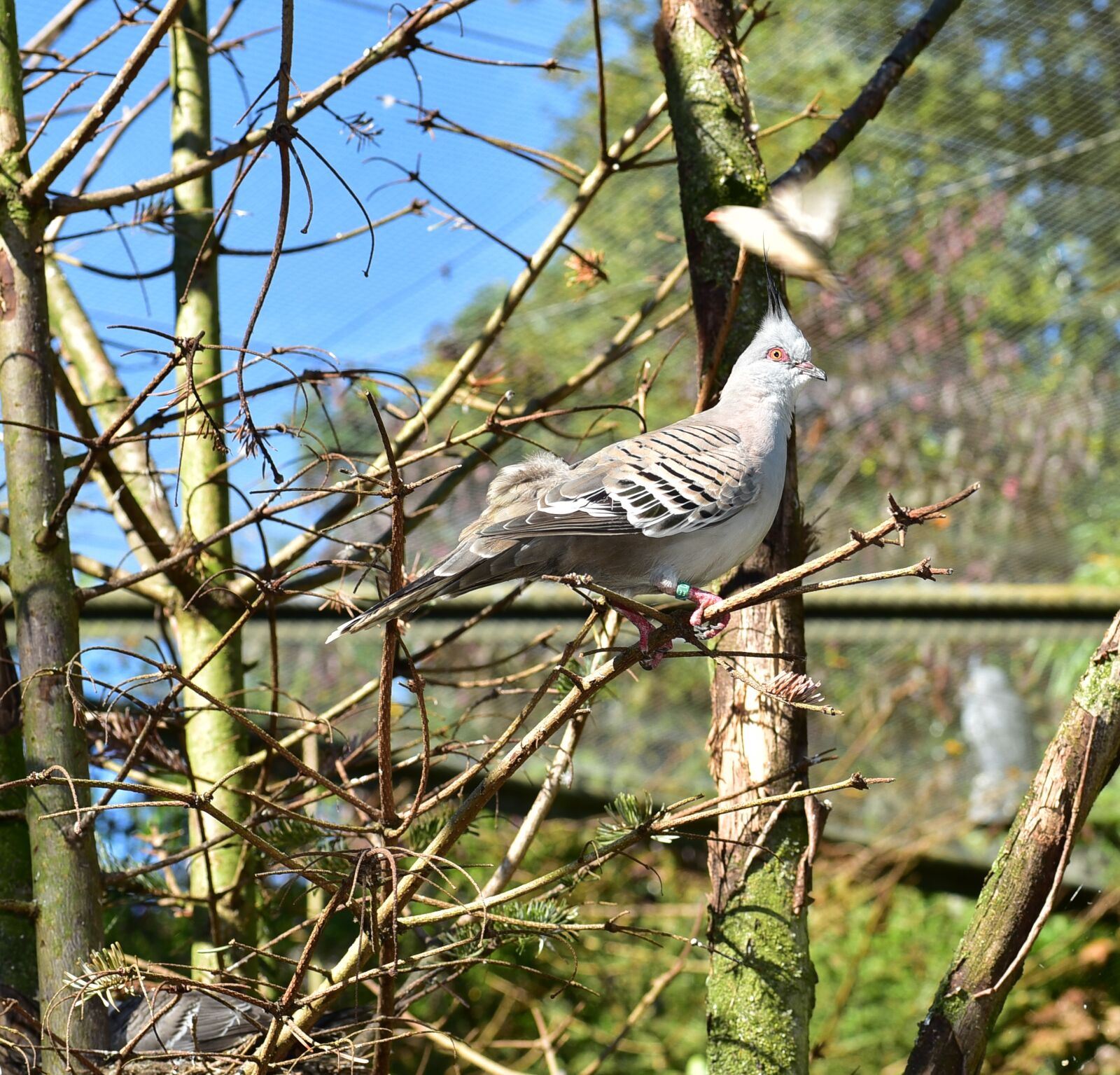 Nikon D750 sample photo. Bird, feather, animal photography