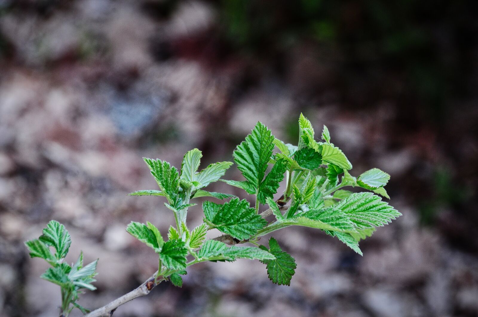 Nikon D300S sample photo. Raspberry, macro, leaf photography