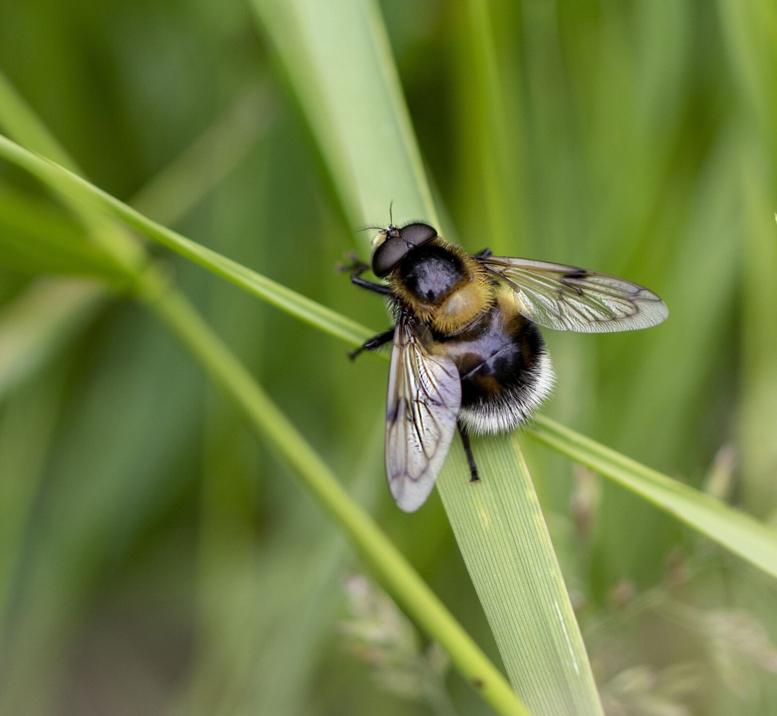 Canon EF 100mm F2.8L Macro IS USM sample photo. Hoverfly, bee-mimic, wings photography