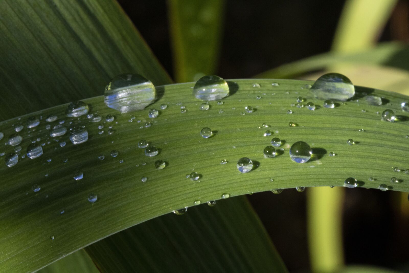 Canon EOS 750D (EOS Rebel T6i / EOS Kiss X8i) sample photo. Trickle, dew, nature photography
