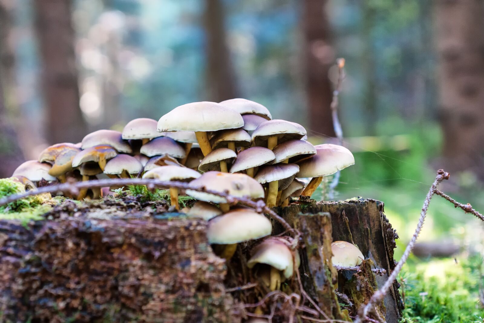 Nikon D300S sample photo. Forest, autumn, mushrooms photography