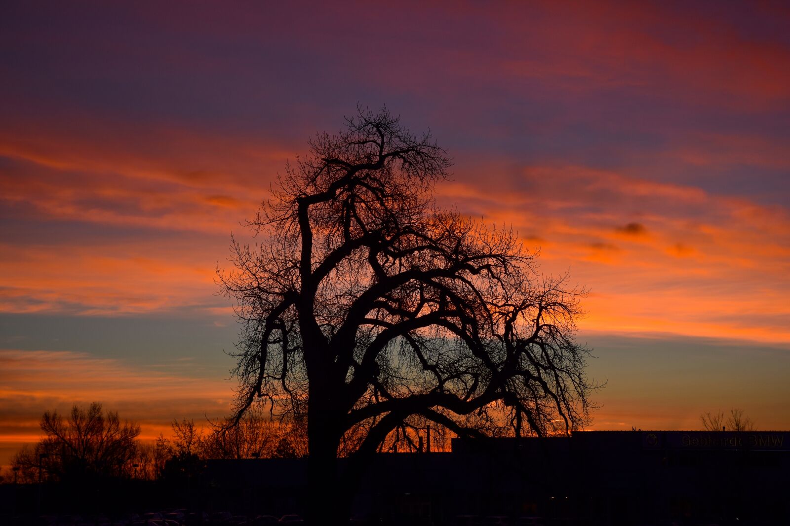 Nikon D5500 sample photo. Nature, tree, scene photography