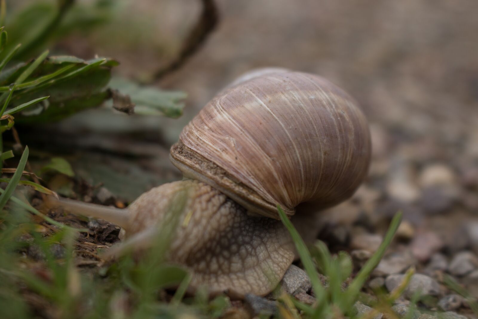 Canon EOS 700D (EOS Rebel T5i / EOS Kiss X7i) + Canon EF-S 18-55mm F3.5-5.6 IS STM sample photo. Snail, shell, close up photography