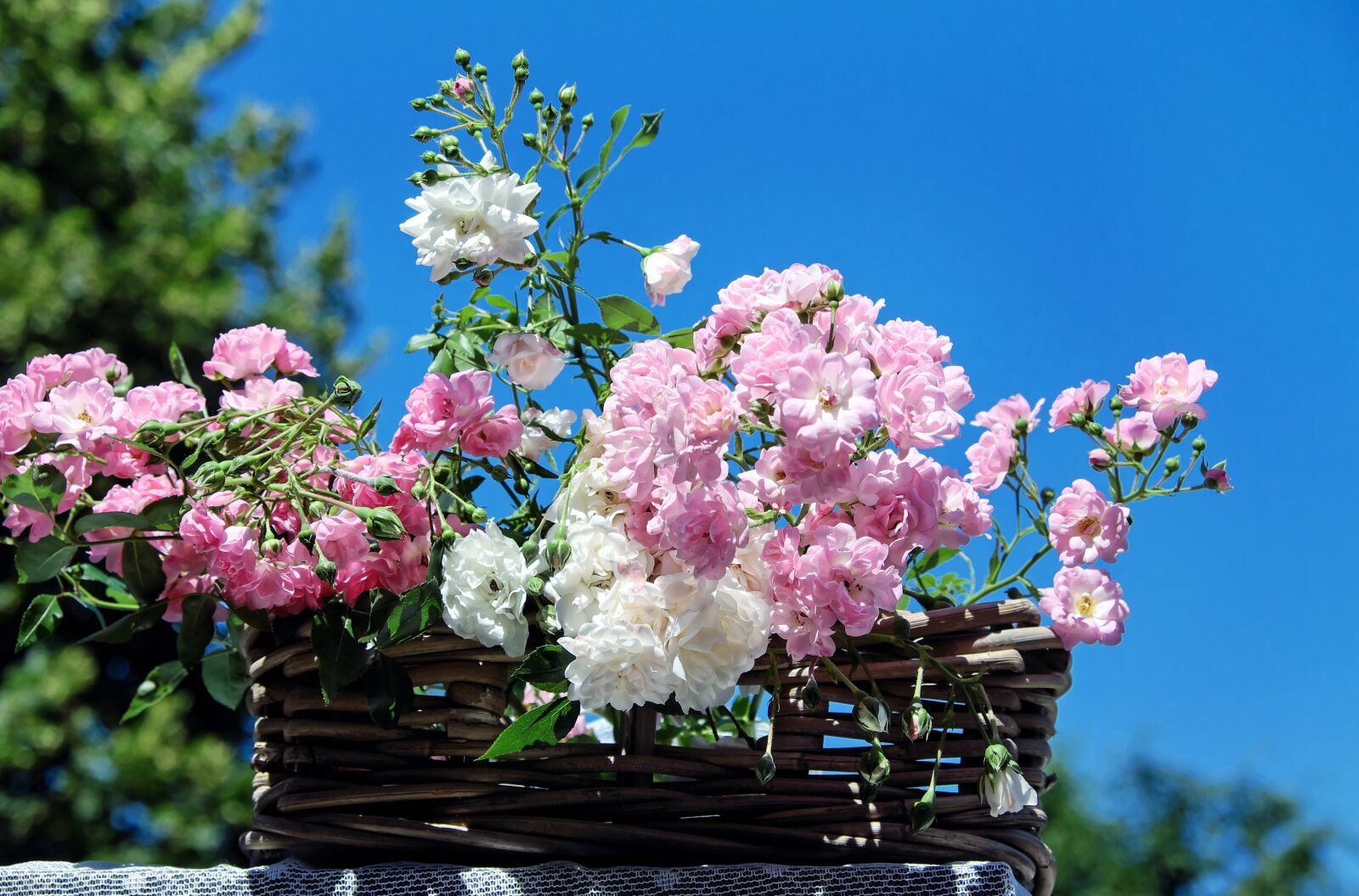 Fujifilm X-T10 sample photo. Roses, bouquet of roses photography