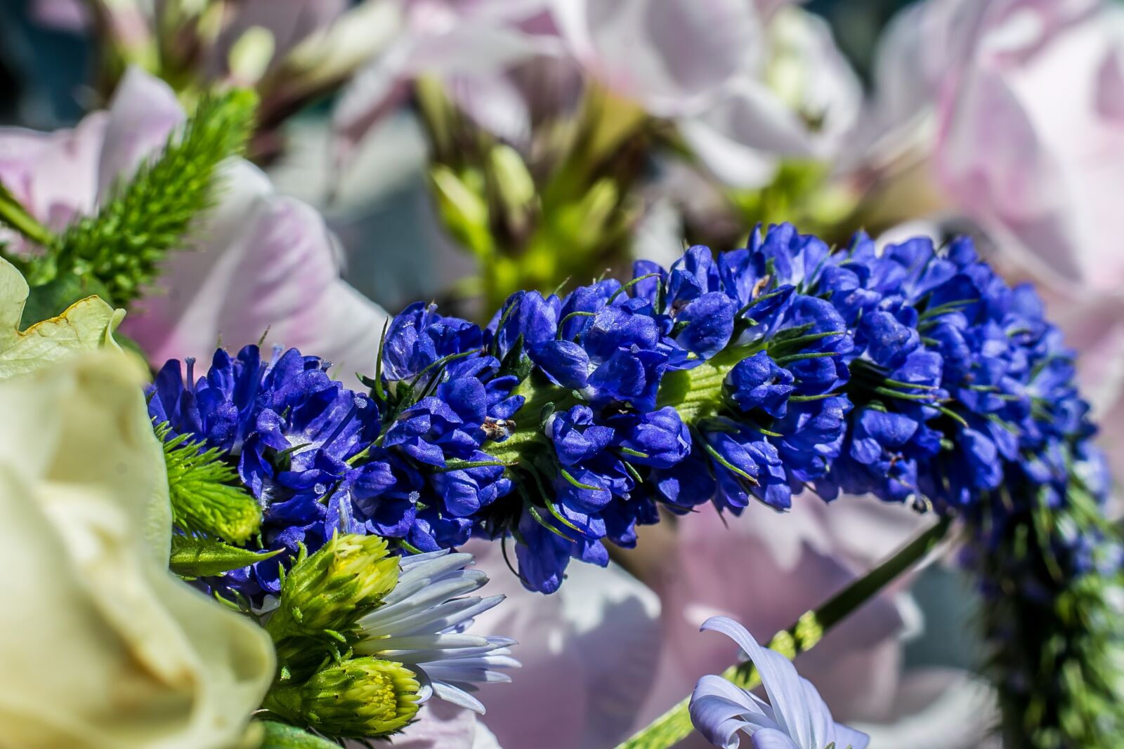 Canon EOS 70D + Canon EF 50mm F1.8 II sample photo. Flower, blue, bloom photography