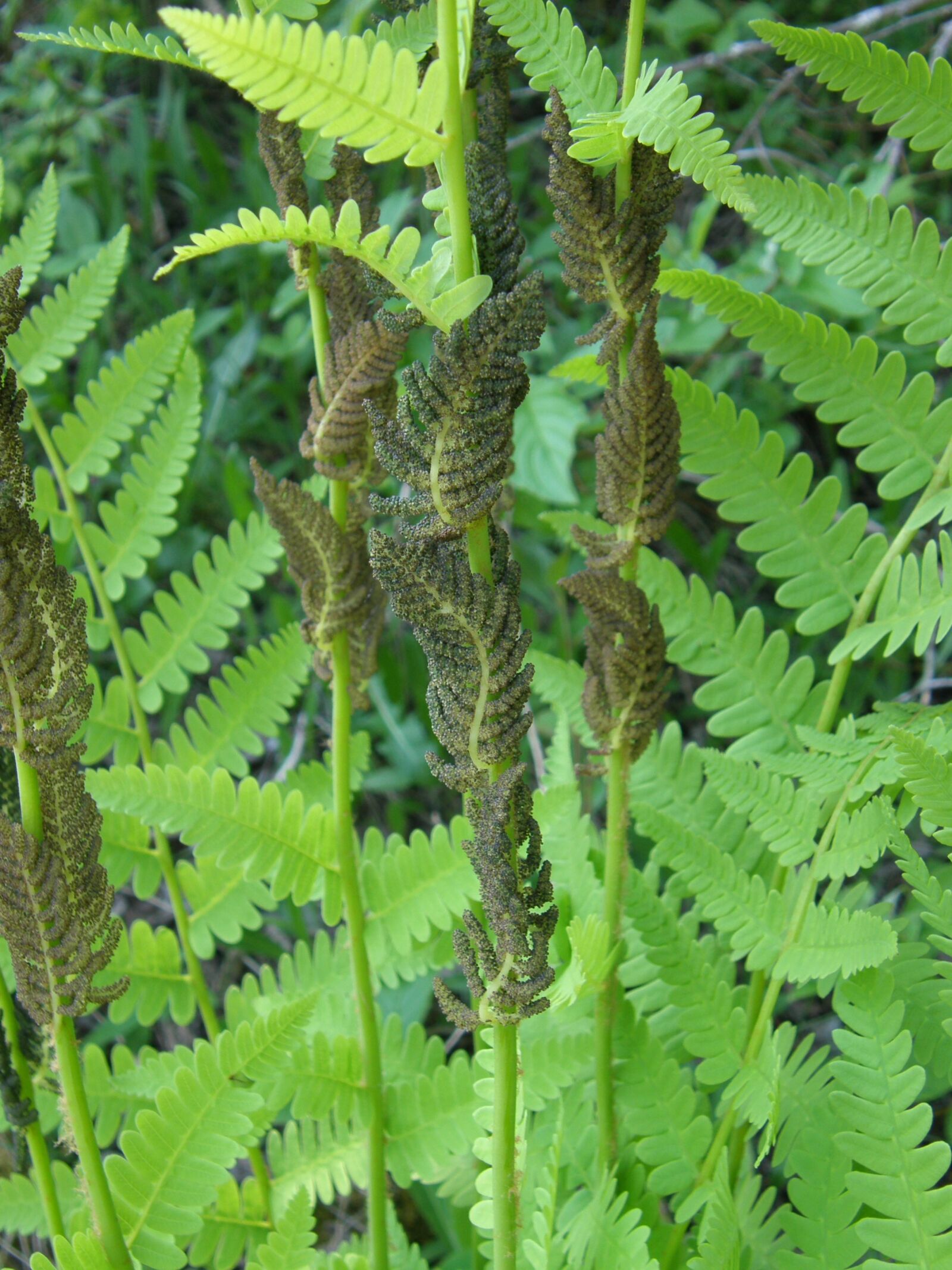 Olympus SP550UZ sample photo. Fern, field, forest photography