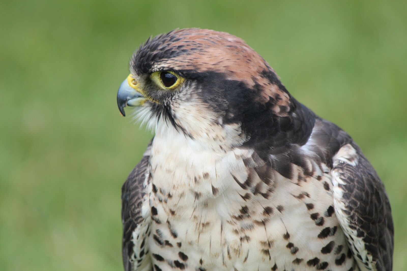 Canon EOS 550D (EOS Rebel T2i / EOS Kiss X4) sample photo. Falcon, bird, prey photography