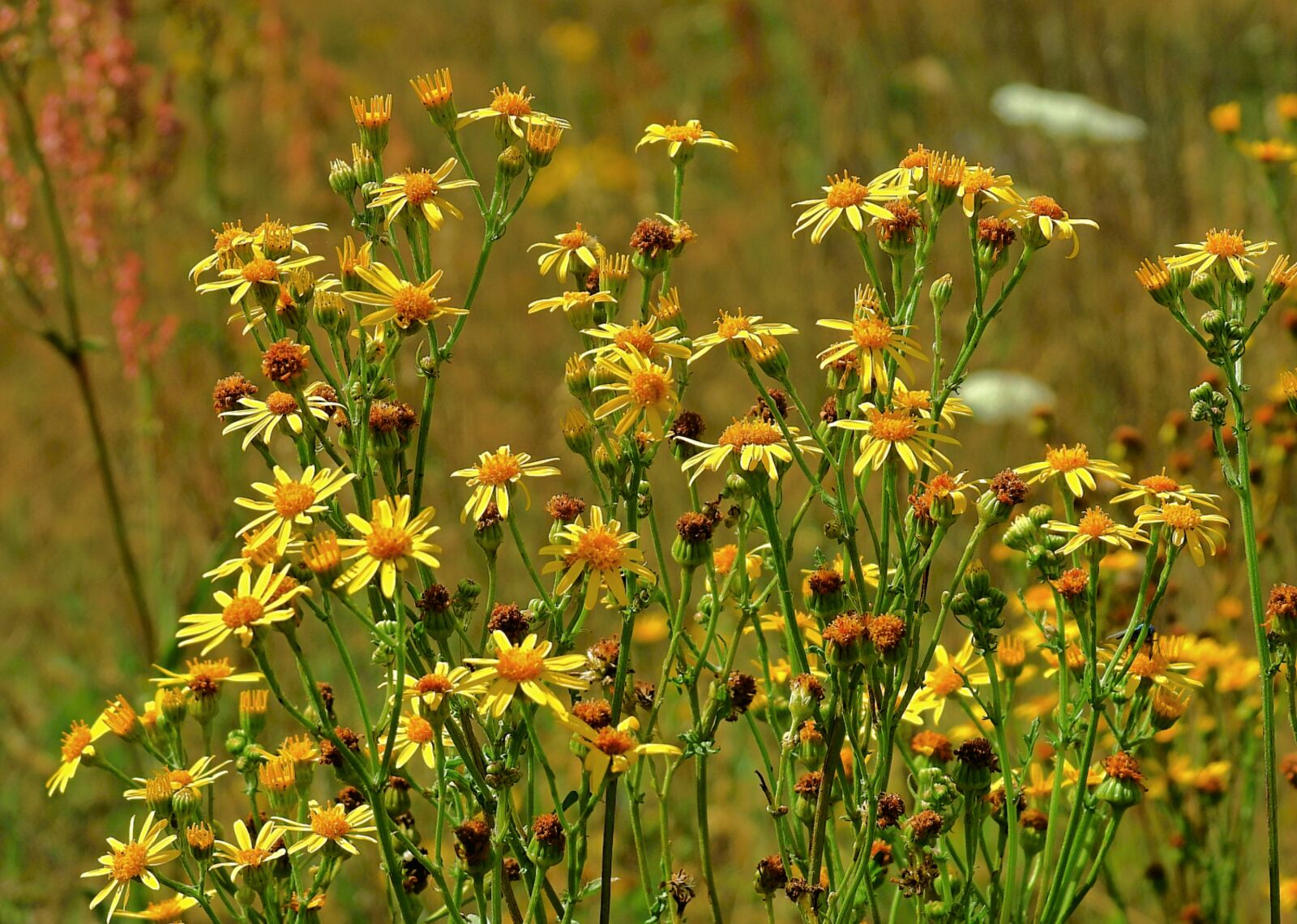 Nikon Coolpix P900 sample photo. Meadow, flowers, nature photography