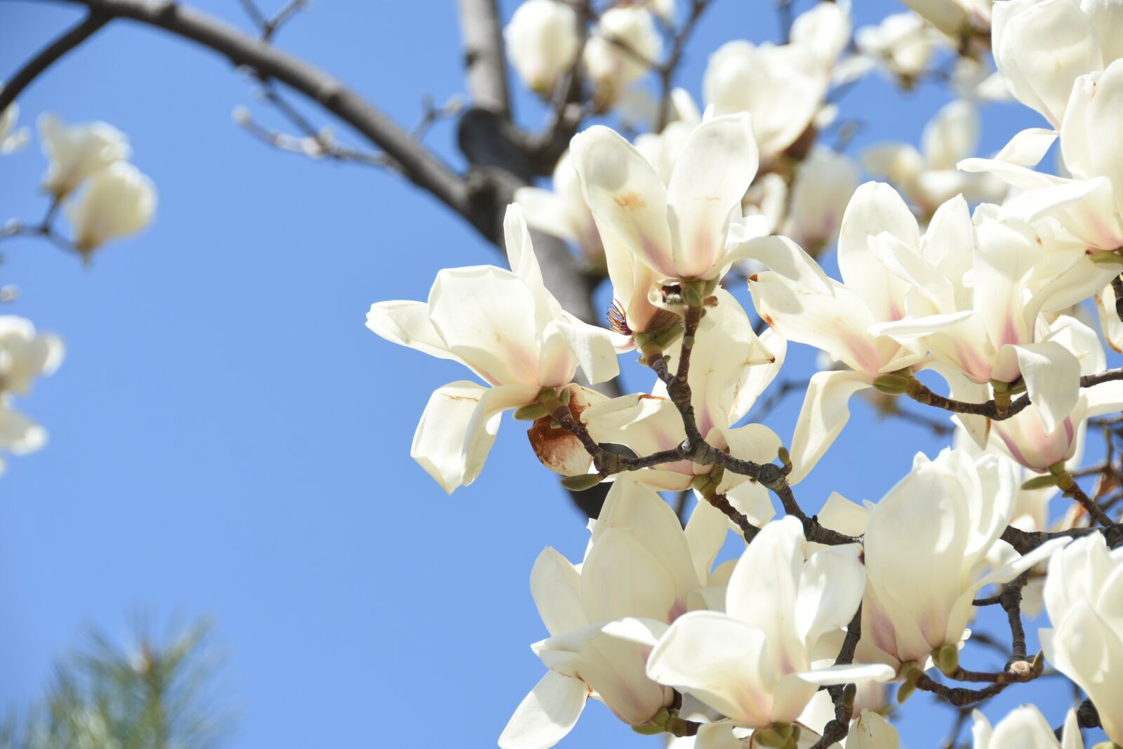 Nikon D7200 sample photo. White, magnolia, white flower photography