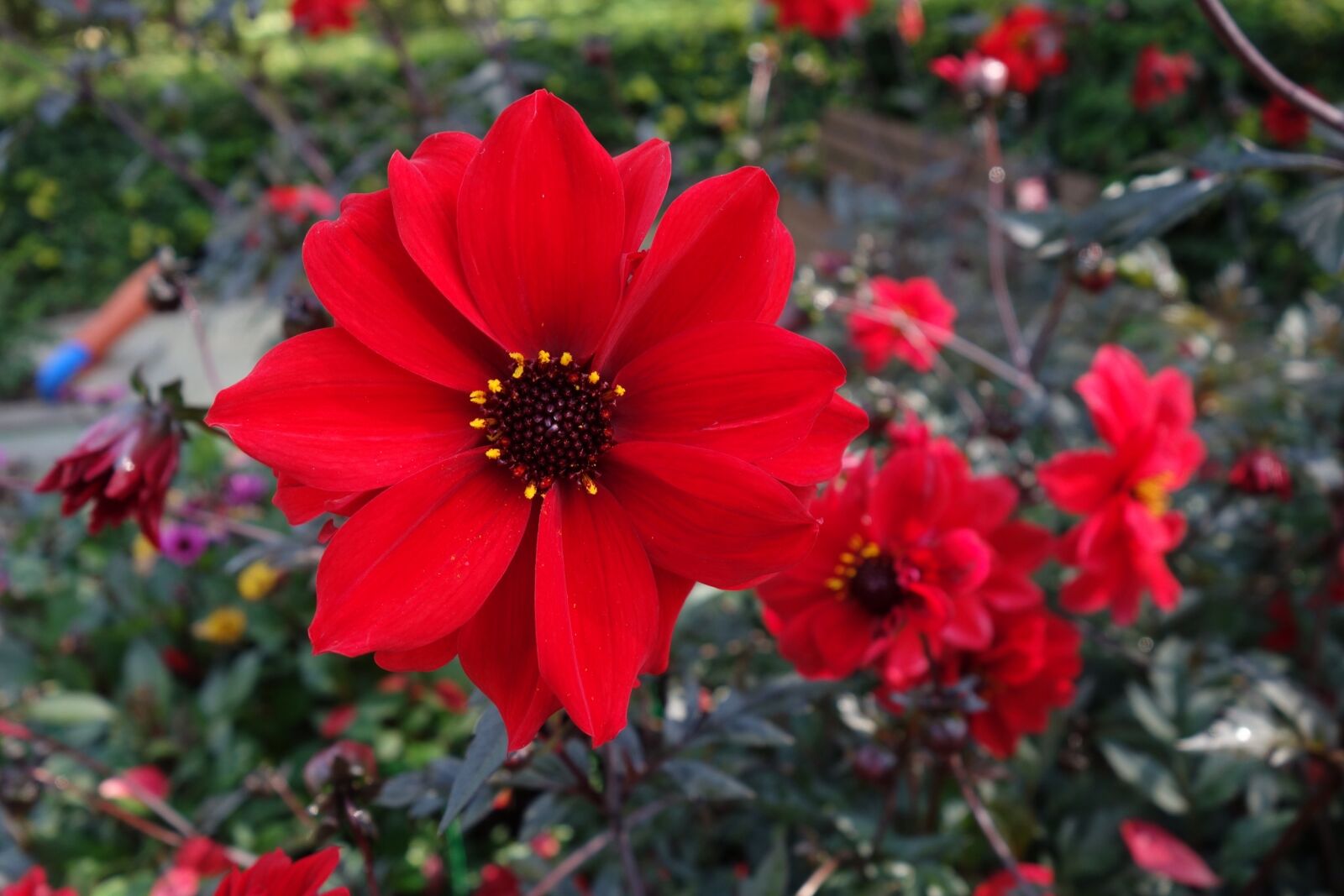 Sony Cyber-shot DSC-RX100 sample photo. Dahlia, flower, nature photography