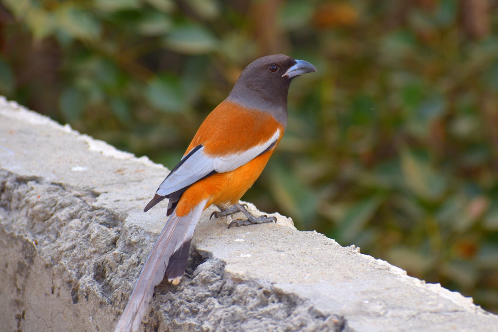 Nikon D5600 sample photo. Common chaffinch, orange bird photography