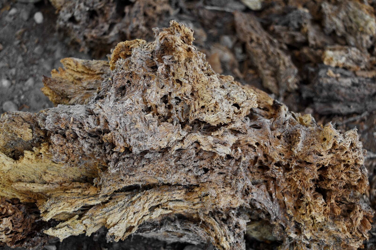 Nikon D5500 sample photo. Tree, nature, texture, dry photography