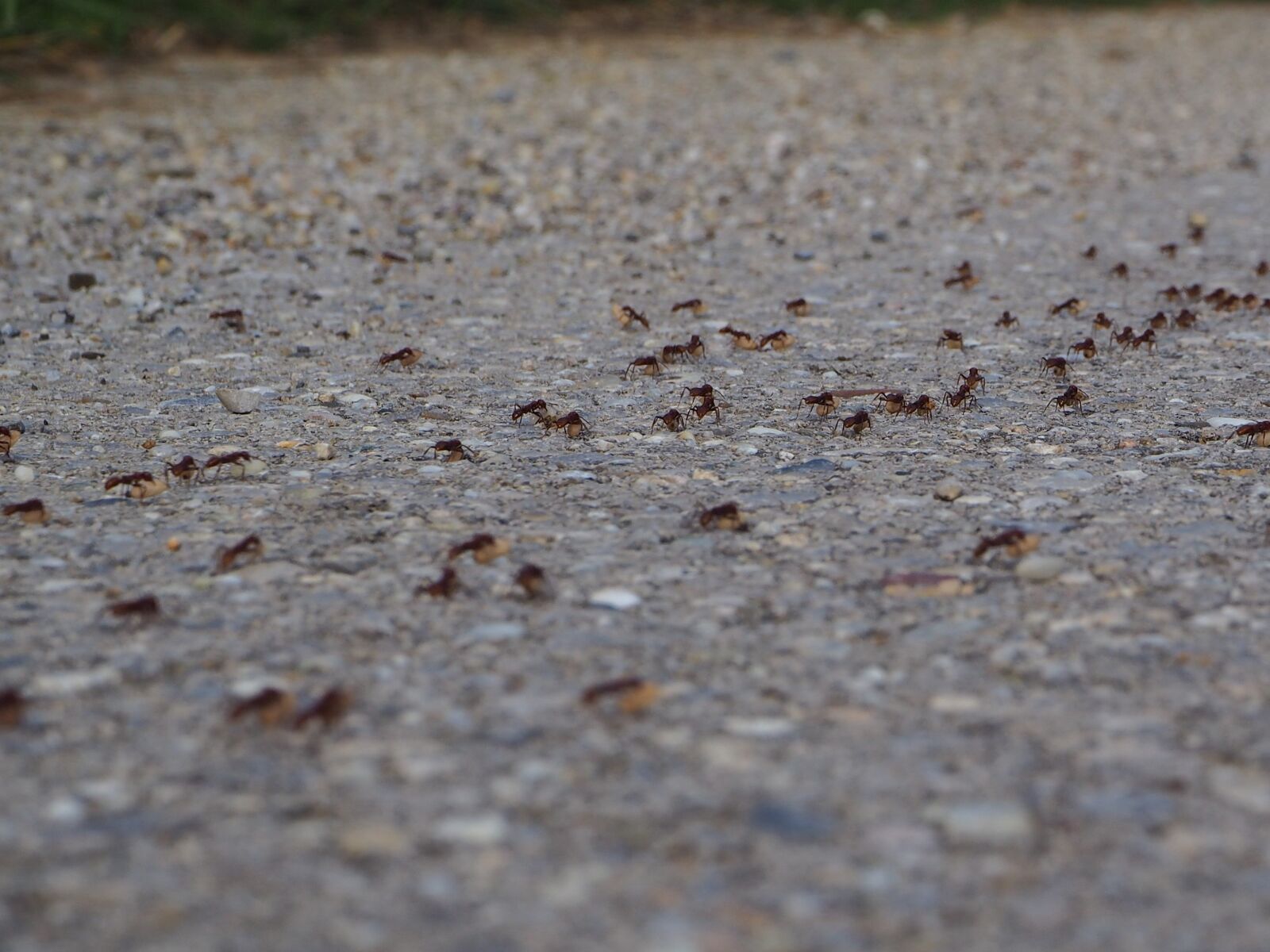Olympus OM-D E-M10 sample photo. Ants, hike, change of photography
