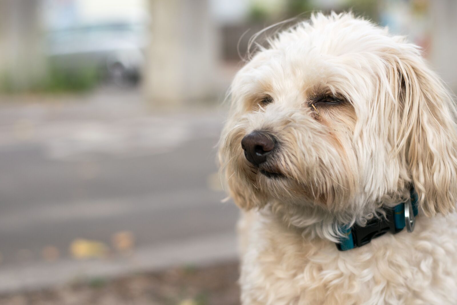 Nikon D3300 sample photo. Dog, bitch, male photography