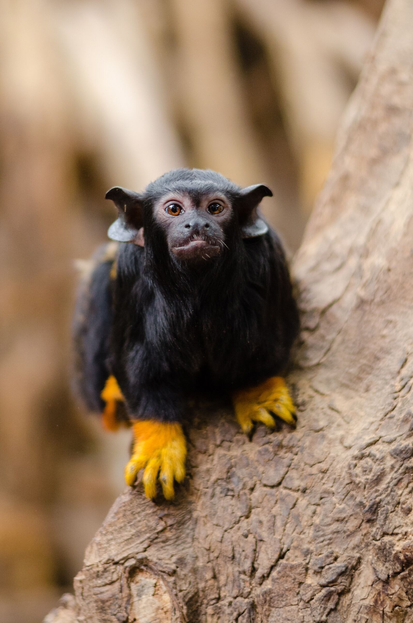 Nikon D7000 sample photo. Animal, blur, close-up photography